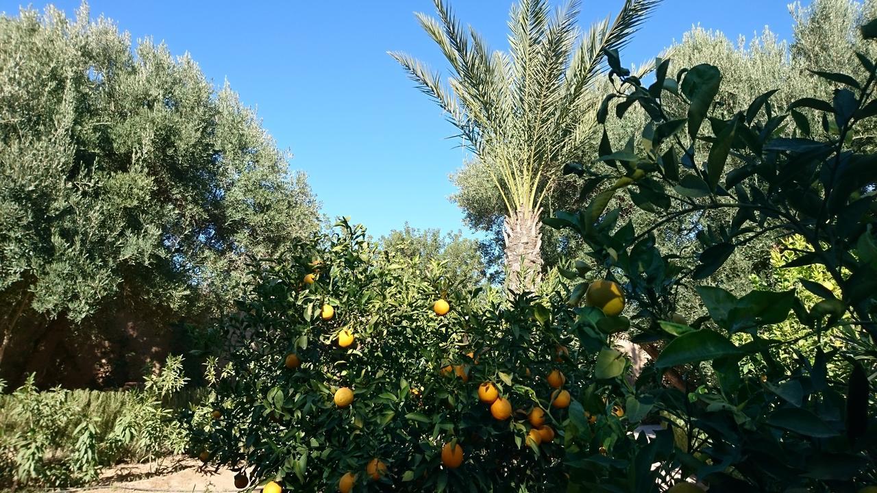 Les Trois Paons Bed & Breakfast Taroudant Dış mekan fotoğraf